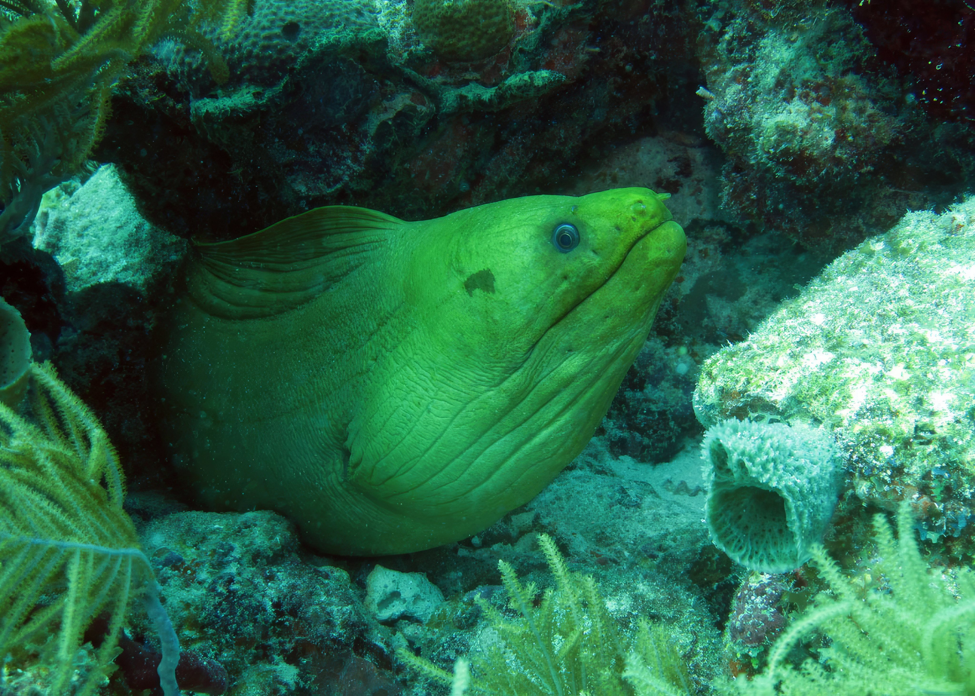 Moray